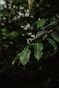 Preview wallpaper leaves, branch, green, blur, glare, bokeh