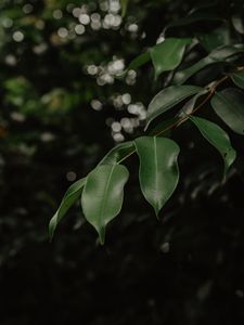 Preview wallpaper leaves, branch, green, blur, glare, bokeh