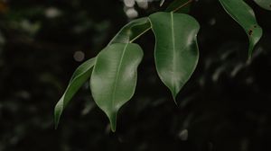 Preview wallpaper leaves, branch, green, blur, glare, bokeh