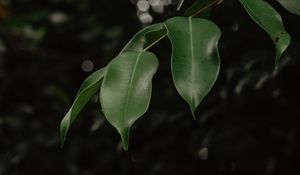 Preview wallpaper leaves, branch, green, blur, glare, bokeh