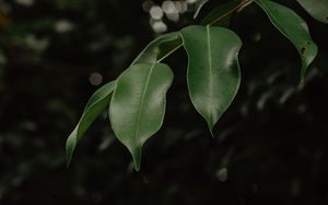 Preview wallpaper leaves, branch, green, blur, glare, bokeh