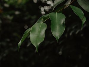 Preview wallpaper leaves, branch, green, blur, glare, bokeh