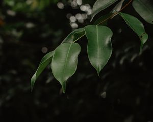 Preview wallpaper leaves, branch, green, blur, glare, bokeh