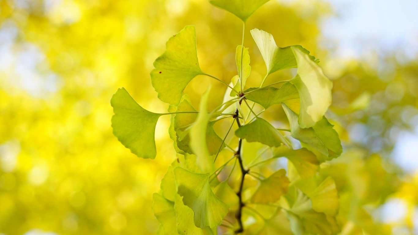 Download wallpaper 1366x768 leaves, branch, green, macro, tree tablet