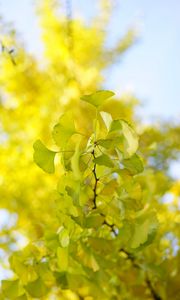 Preview wallpaper leaves, branch, green, macro, tree