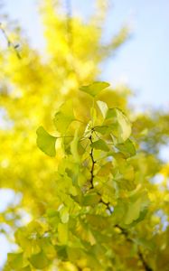 Preview wallpaper leaves, branch, green, macro, tree