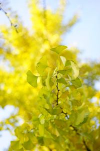 Preview wallpaper leaves, branch, green, macro, tree