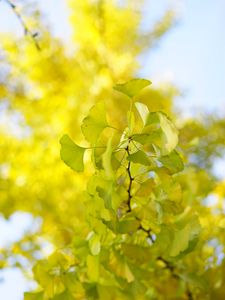 Preview wallpaper leaves, branch, green, macro, tree