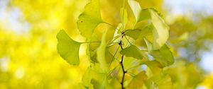Preview wallpaper leaves, branch, green, macro, tree