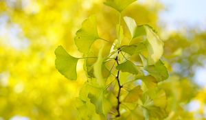 Preview wallpaper leaves, branch, green, macro, tree