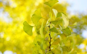 Preview wallpaper leaves, branch, green, macro, tree