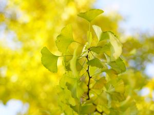 Preview wallpaper leaves, branch, green, macro, tree