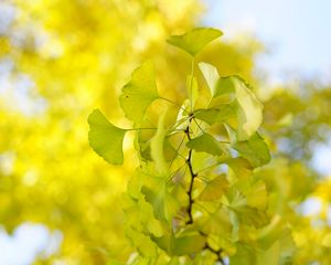 Preview wallpaper leaves, branch, green, macro, tree