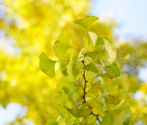 Preview wallpaper leaves, branch, green, macro, tree