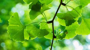 Preview wallpaper leaves, branch, green, macro