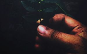 Preview wallpaper leaves, branch, hand, fingers