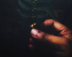 Preview wallpaper leaves, branch, hand, fingers