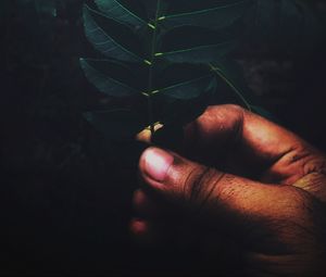 Preview wallpaper leaves, branch, hand, fingers