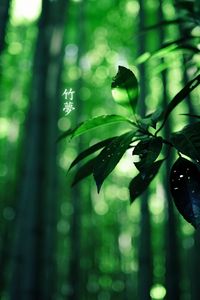 Preview wallpaper leaves, branch, hieroglyphs, green, summer, wood