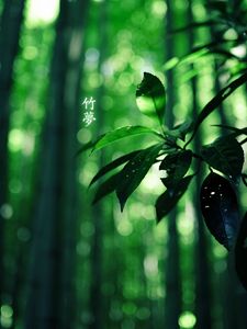 Preview wallpaper leaves, branch, hieroglyphs, green, summer, wood