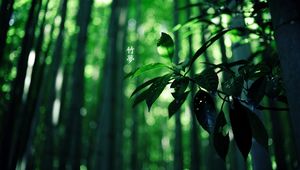 Preview wallpaper leaves, branch, hieroglyphs, green, summer, wood