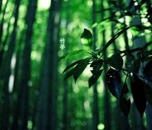 Preview wallpaper leaves, branch, hieroglyphs, green, summer, wood