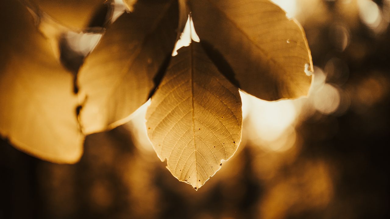 Wallpaper leaves, branch, light, macro