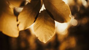 Preview wallpaper leaves, branch, light, macro