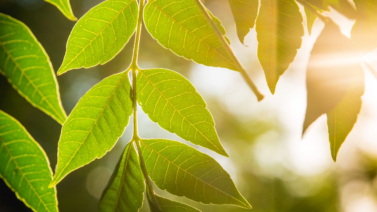 Wallpaper leaves, branch, light, macro, green