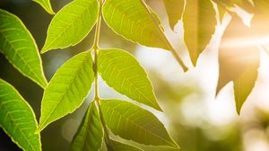 Preview wallpaper leaves, branch, light, macro, green