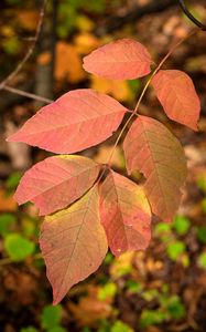 Preview wallpaper leaves, branch, macro, red, autumn