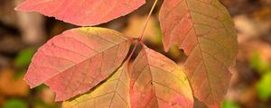 Preview wallpaper leaves, branch, macro, red, autumn