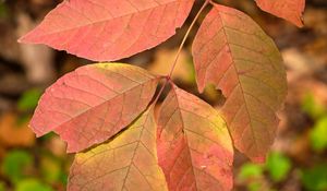 Preview wallpaper leaves, branch, macro, red, autumn