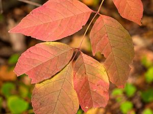 Preview wallpaper leaves, branch, macro, red, autumn