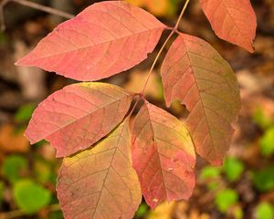 Preview wallpaper leaves, branch, macro, red, autumn