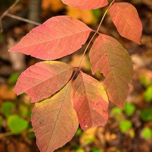 Preview wallpaper leaves, branch, macro, red, autumn