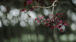 Preview wallpaper leaves, branch, macro, blur