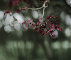 Preview wallpaper leaves, branch, macro, blur