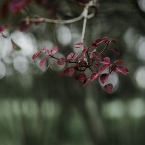 Preview wallpaper leaves, branch, macro, blur