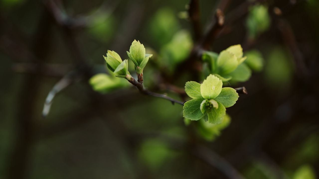Wallpaper leaves, branch, macro, spring