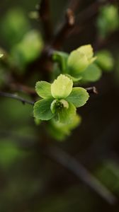 Preview wallpaper leaves, branch, macro, spring