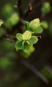 Preview wallpaper leaves, branch, macro, spring