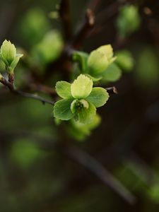 Preview wallpaper leaves, branch, macro, spring