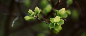 Preview wallpaper leaves, branch, macro, spring