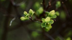 Preview wallpaper leaves, branch, macro, spring