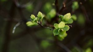 Preview wallpaper leaves, branch, macro, spring