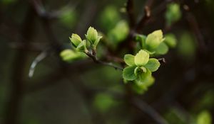 Preview wallpaper leaves, branch, macro, spring