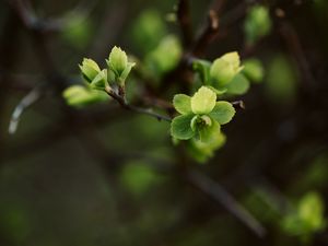 Preview wallpaper leaves, branch, macro, spring