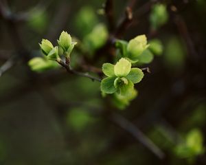 Preview wallpaper leaves, branch, macro, spring