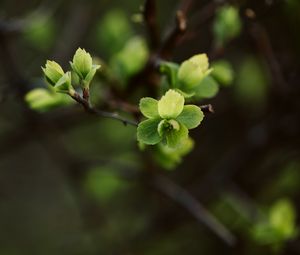 Preview wallpaper leaves, branch, macro, spring